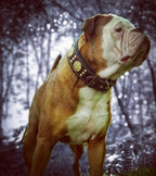 The "Maximus" collar 2.5 inch wide brown & gold - SJB-DIAMOND ELITES