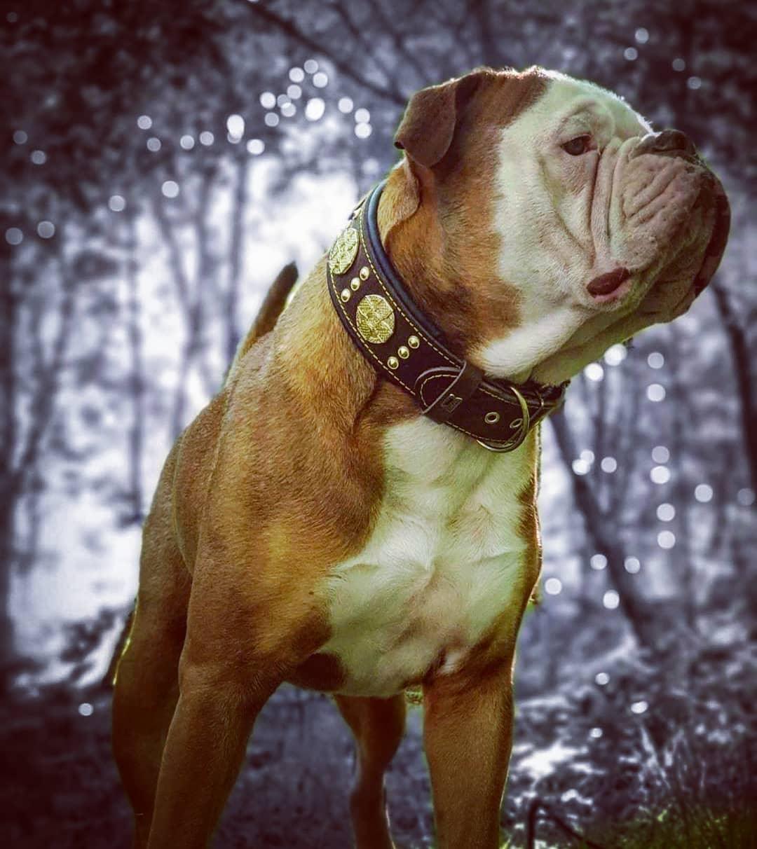 The "Maximus" collar 2.5 inch wide brown & gold - SJB-DIAMOND ELITES