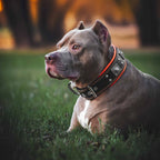 The "Eros" collar 2.5 inch wide black & orange - SJB-DIAMOND ELITES
