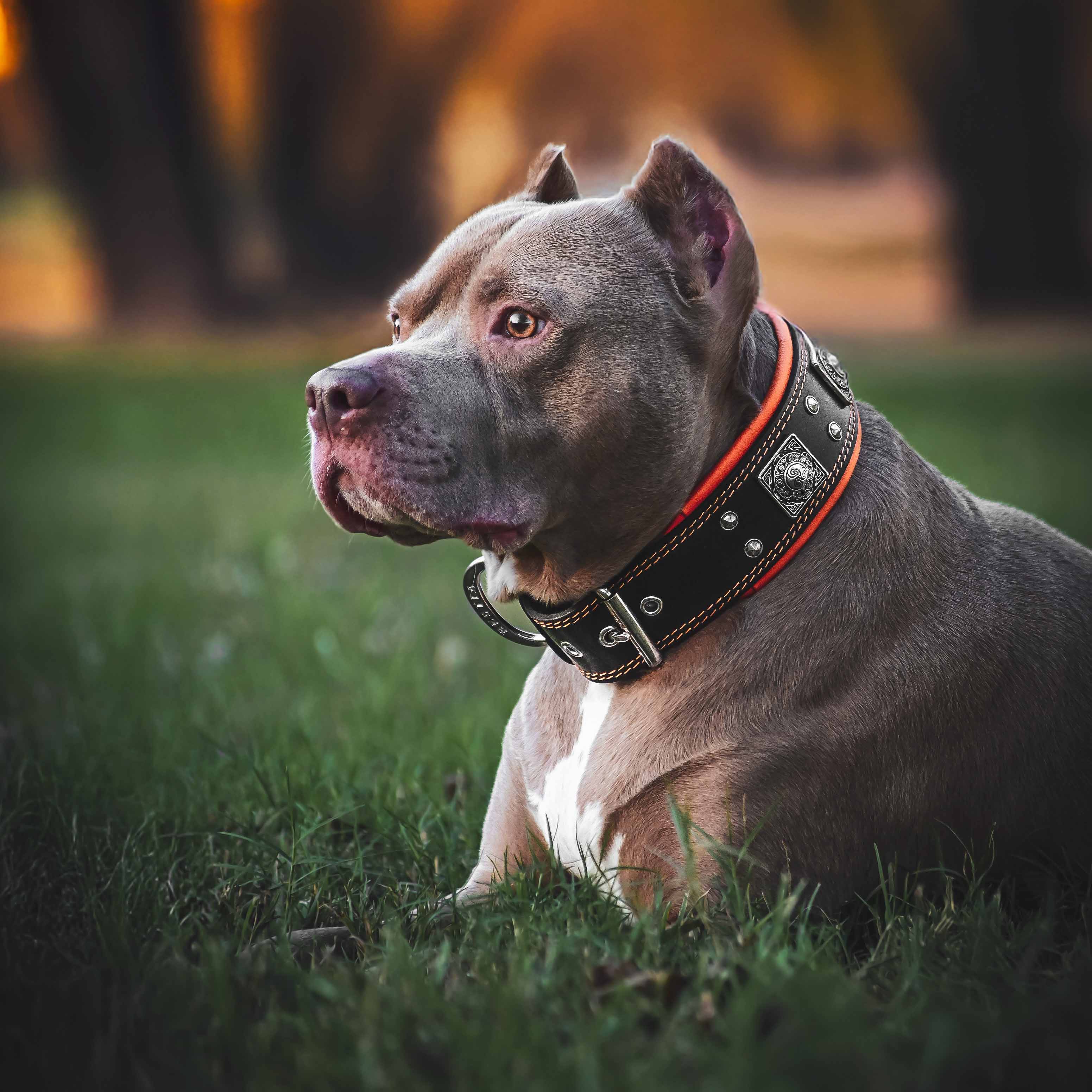 The "Eros" collar 2.5 inch wide black & orange - SJB-DIAMOND ELITES
