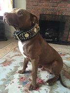 ''Imperium'' hand stitched 8 cm wide show collar - SJB-DIAMOND ELITES