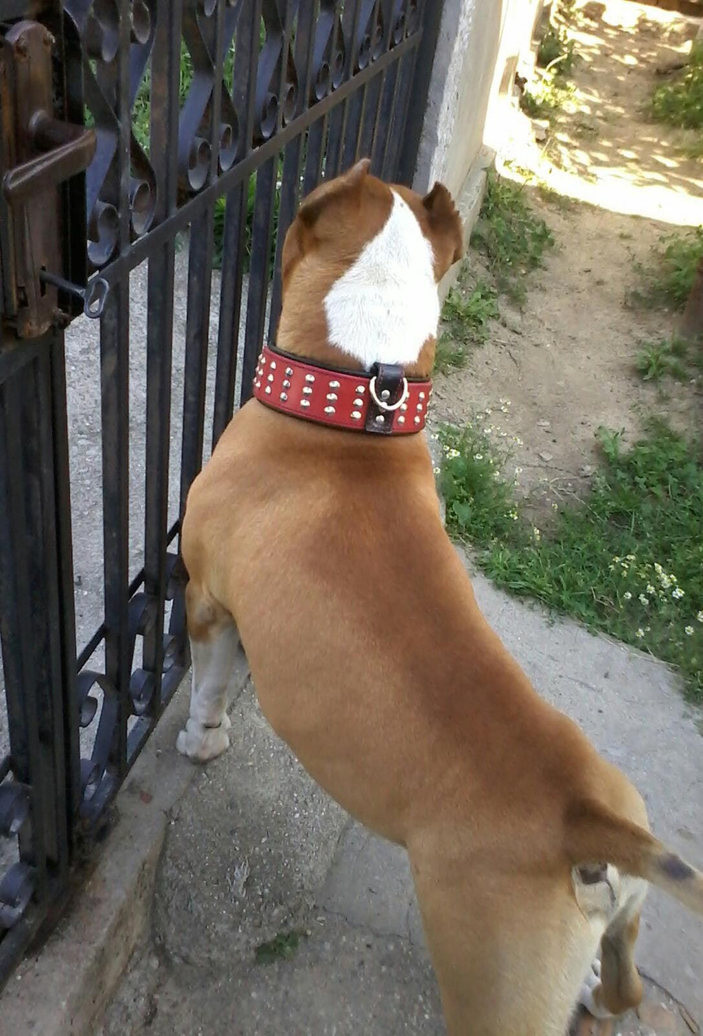 The "Star" Set- collar & leash Bestia Dog Gear
