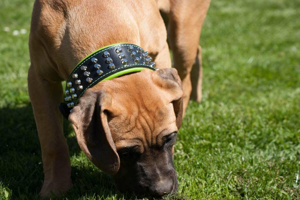 The "Stud" dog collar - SJB-DIAMOND ELITES