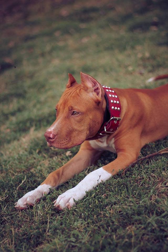 The "Star" Set- collar & leash Bestia Dog Gear