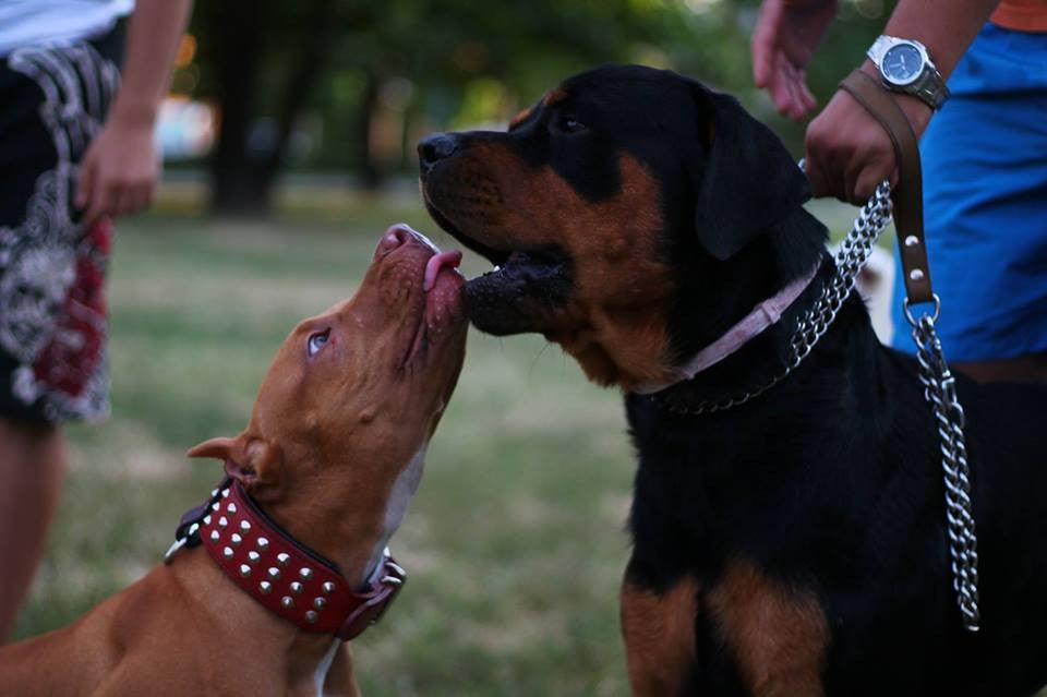 The "Star" Set- collar & leash Bestia Dog Gear