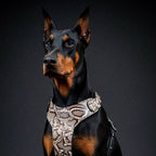 The ''Rock Python'' harness - SJB-DIAMOND ELITES