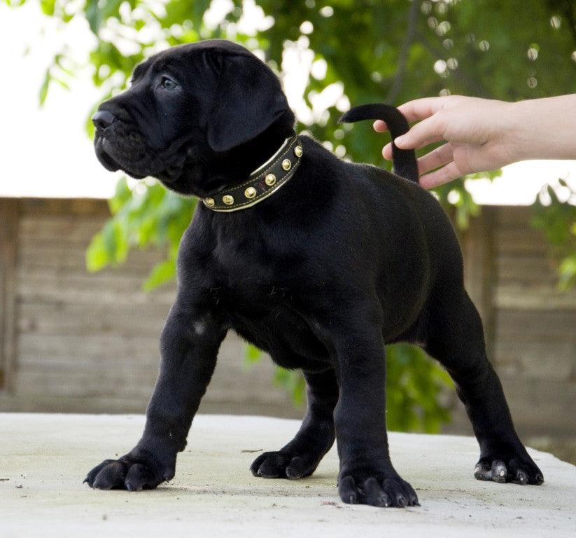 The "Maxi" collar - SJB-DIAMOND ELITES