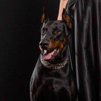 The ''Rock Python'' collar - SJB-DIAMOND ELITES