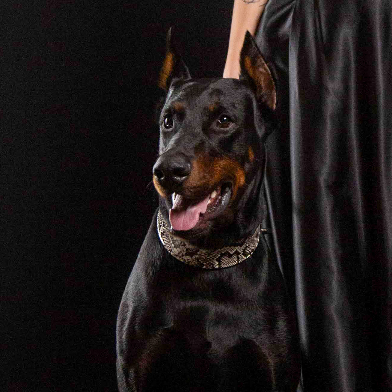 The ''Rock Python'' collar - SJB-DIAMOND ELITES