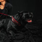The "Balteus" red collar - SJB-DIAMOND ELITES
