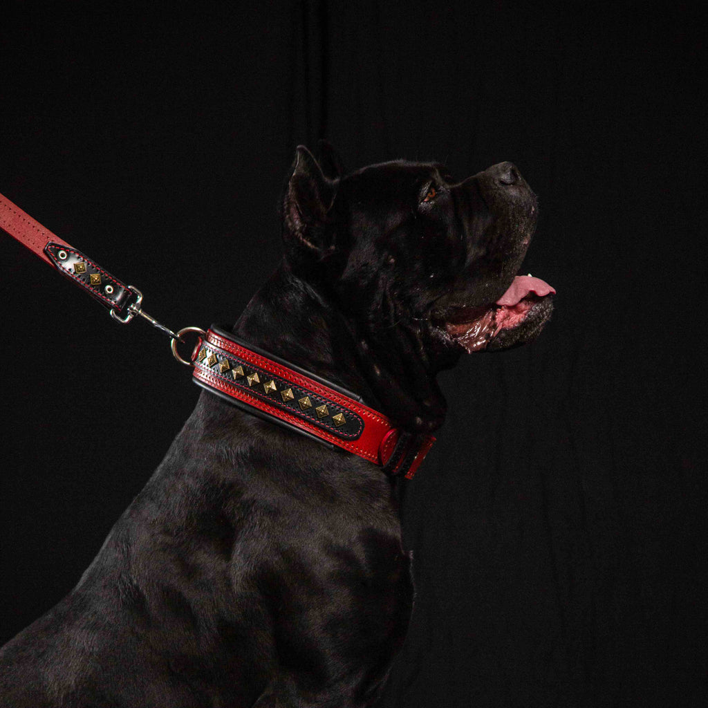 The "Balteus" red collar - SJB-DIAMOND ELITES