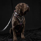 The "Ariel" collar - SJB-DIAMOND ELITES