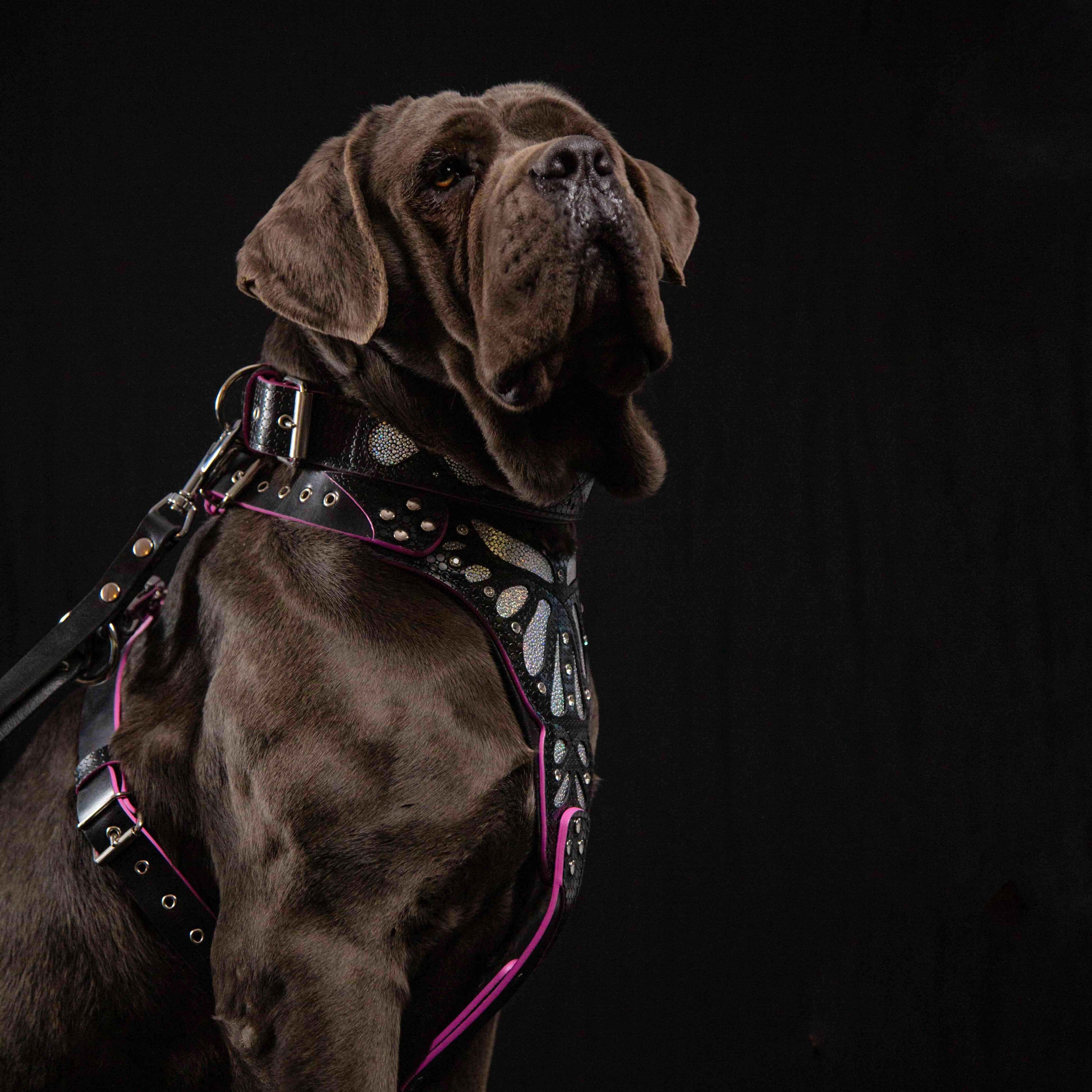 The "Ariel" collar - SJB-DIAMOND ELITES