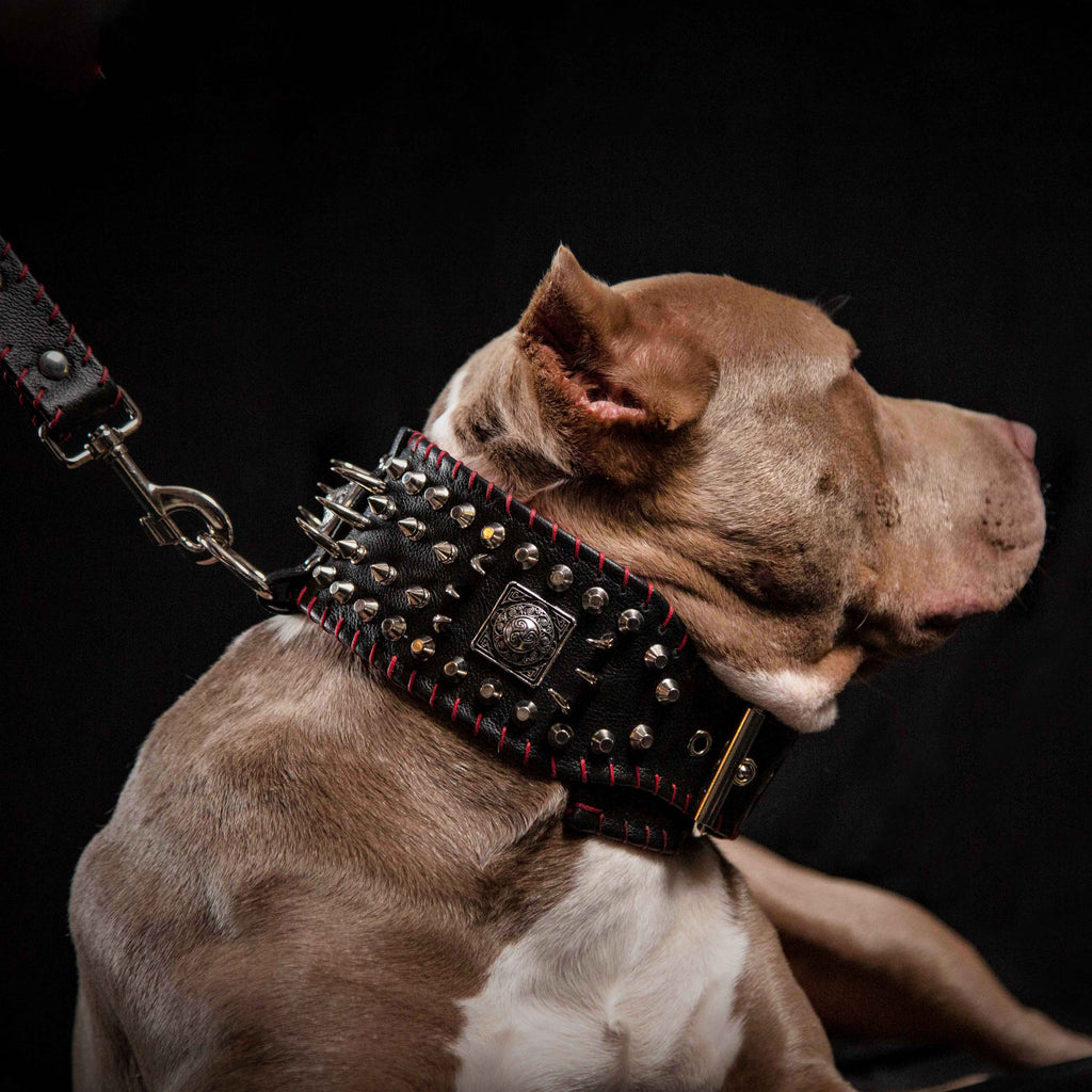 the "DAVID" hand stitched 3.15 inch wide show collar - SJB-DIAMOND ELITES