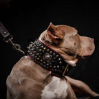 the "DAVID" hand stitched 3.15 inch wide show collar - SJB-DIAMOND ELITES