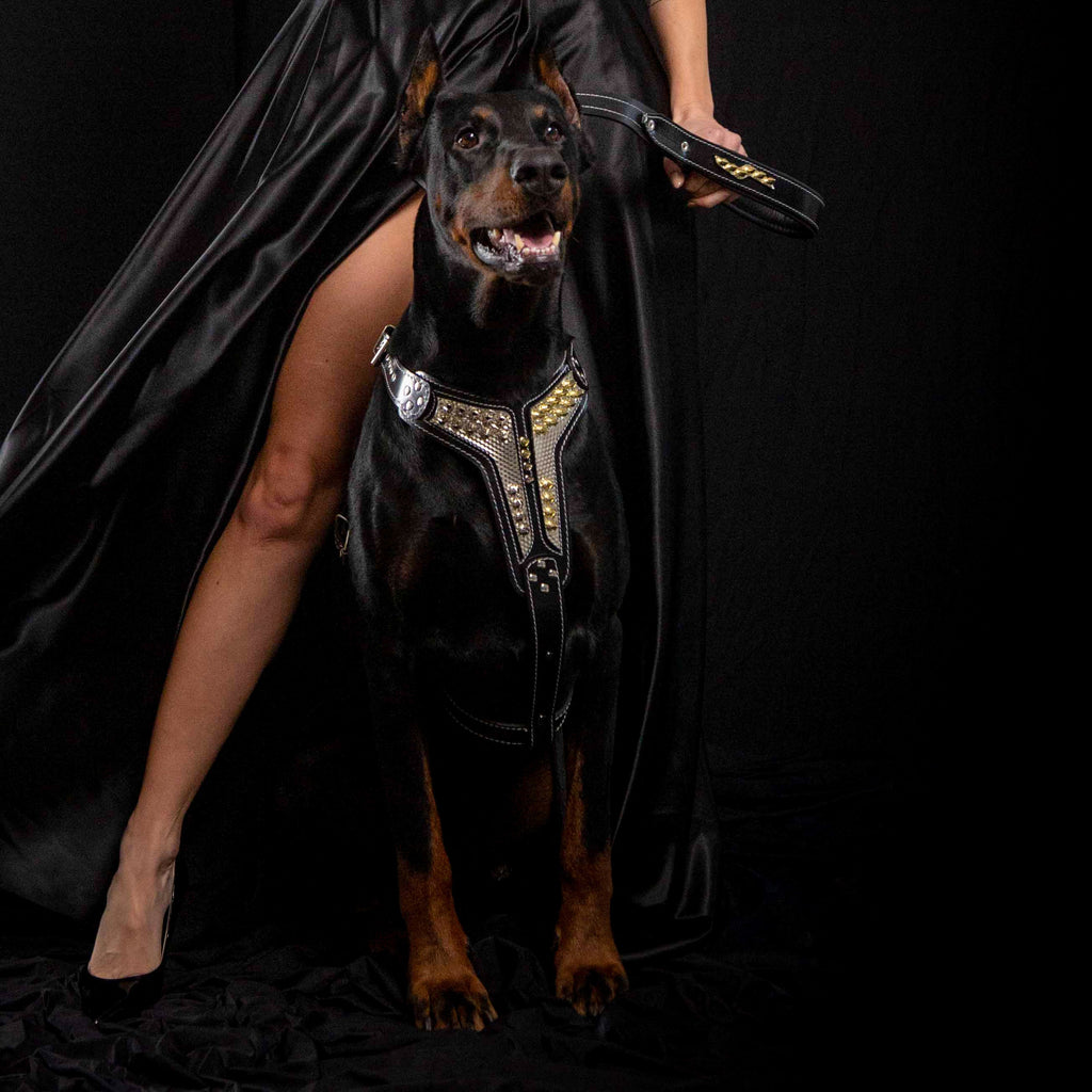 The ''Platinum'' harness - SJB-DIAMOND ELITES