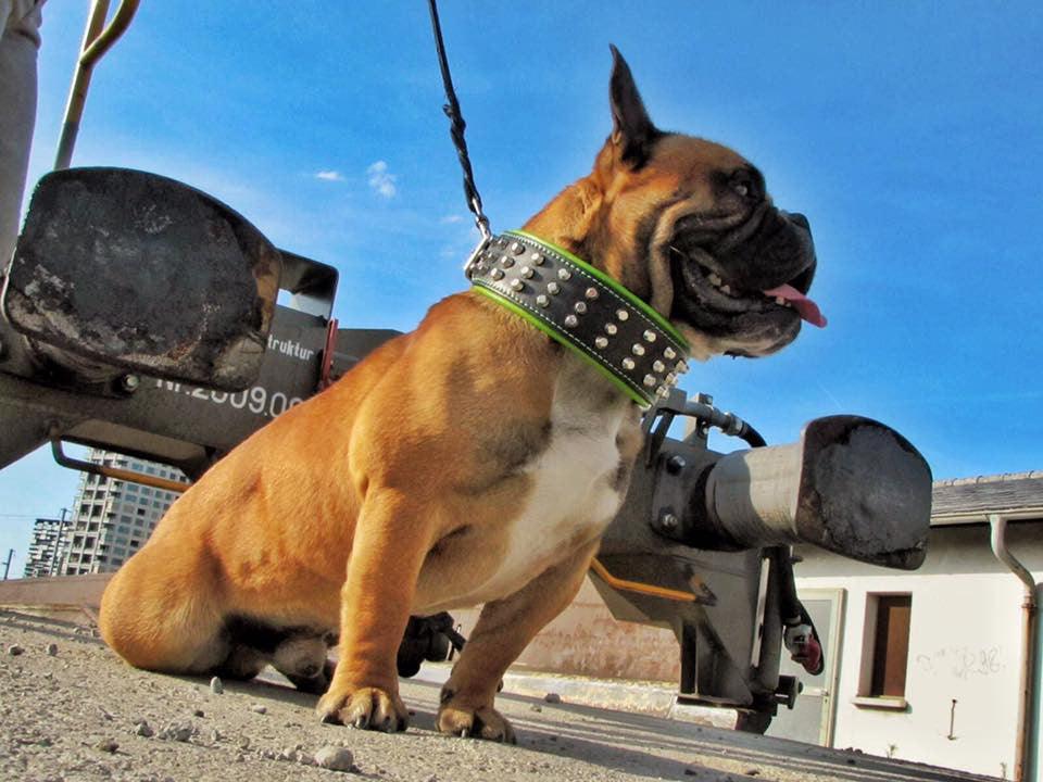 The "Stud" dog collar - SJB-DIAMOND ELITES
