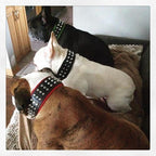The "Stud" dog collar - SJB-DIAMOND ELITES