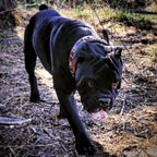 The "Eros" collar 2.5 inch wide black & red Bestia Dog Gear