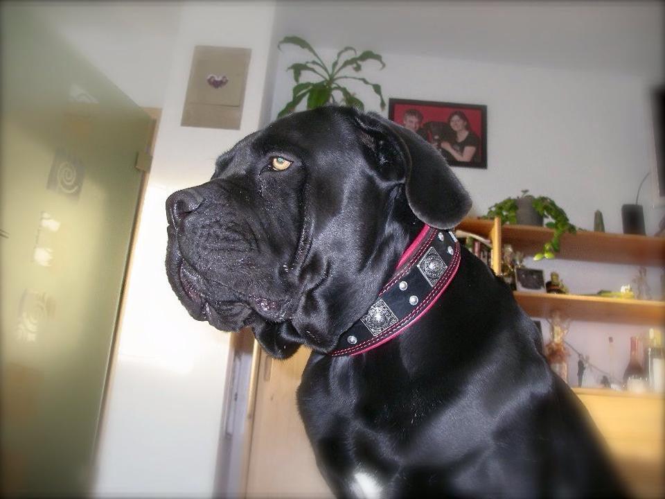 The "Eros" collar 2.5 inch wide black & red Bestia Dog Gear