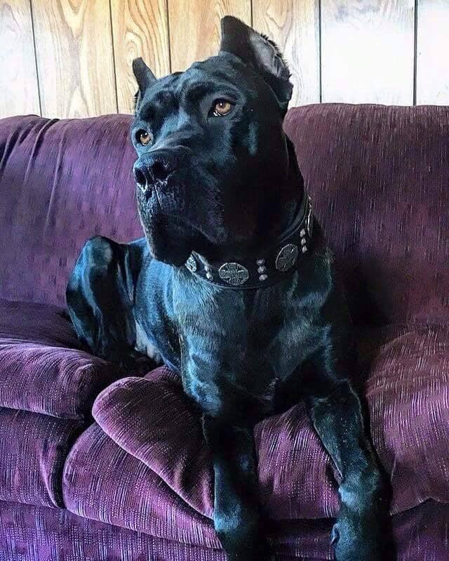 The "Maximus" collar 2.5 inch wide black & silver - SJB-DIAMOND ELITES