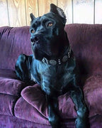 The "Maximus" collar 2.5 inch wide black & silver - SJB-DIAMOND ELITES