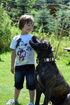 The "Maximus" collar 2.5 inch wide black & gold Bestia Dog Gear