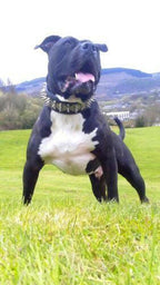 The "Steel" collar Bestia Dog Gear