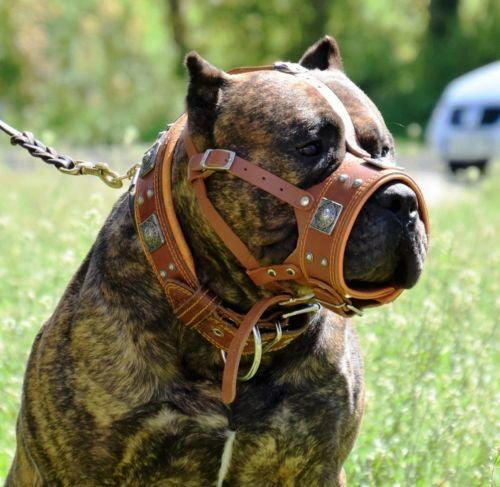 The "Eros" muzzle brown Bestia Dog Gear