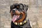 The "Maximus" collar 2.5 inch wide black & gold Bestia Dog Gear