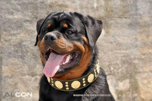 The "Maximus" collar 2.5 inch wide black & gold Bestia Dog Gear