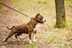The "Crown" collar Bestia Dog Gear