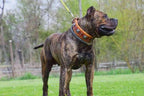 The "Eros" collar 2.5 inch wide Brown Bestia Dog Gear