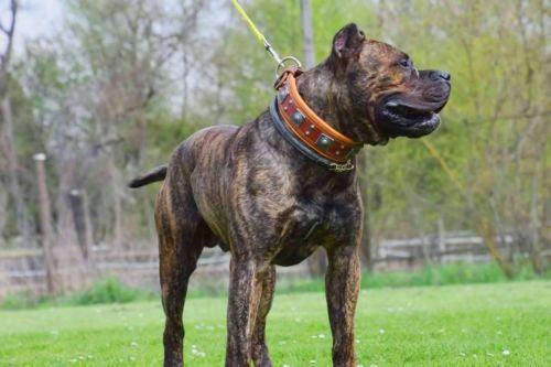 The "Eros" collar 2.5 inch wide Brown Bestia Dog Gear