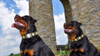The "Maximus" collar 2.5 inch wide black & gold Bestia Dog Gear