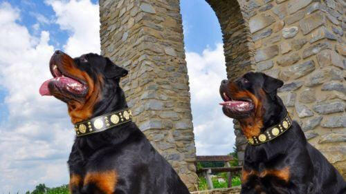 The "Maximus" collar 2.5 inch wide black & gold Bestia Dog Gear
