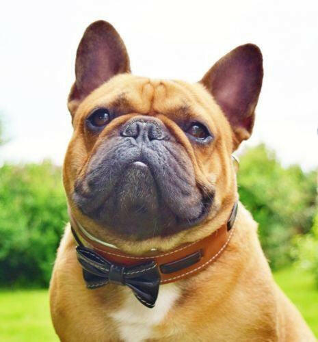 The "Bowtie" collar brown Bestia Dog Gear