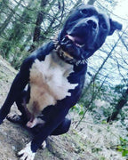 The "Steel" collar Bestia Dog Gear