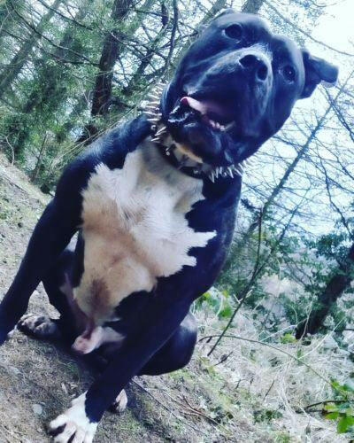 The "Steel" collar Bestia Dog Gear