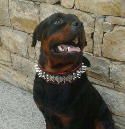 The "Steel" collar Bestia Dog Gear