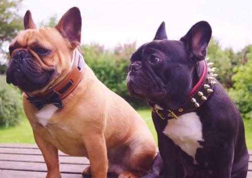 The "Bowtie" collar brown Bestia Dog Gear