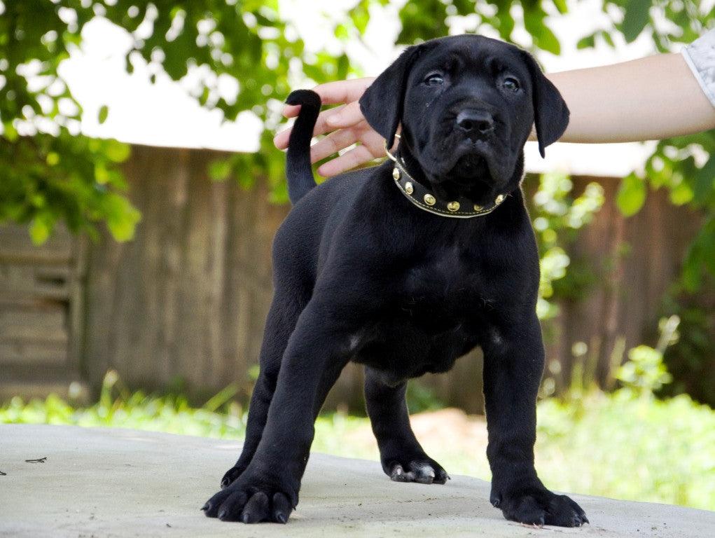 The "Maxi" collar - SJB-DIAMOND ELITES