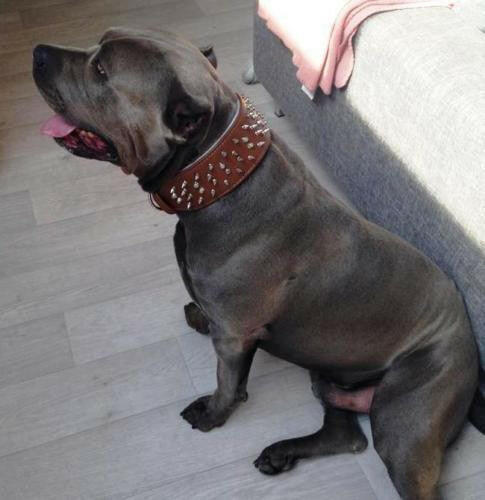 The "Crown" collar Bestia Dog Gear