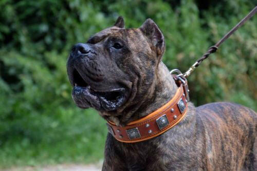 The "Eros" collar 2.5 inch wide Brown Bestia Dog Gear