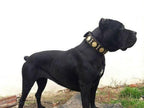 The "Maximus" collar 2.5 inch wide black & gold Bestia Dog Gear