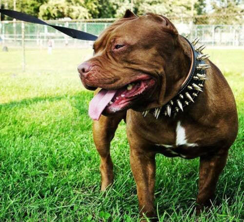 The "Big Boy" collar Bestia Dog Gear
