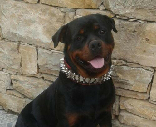 The "Steel" collar Bestia Dog Gear