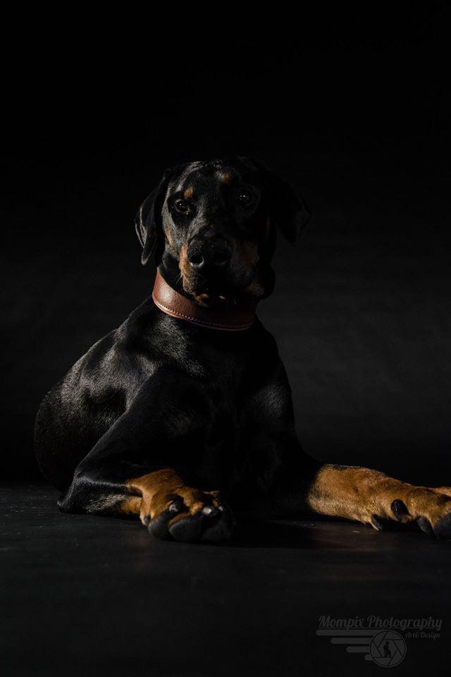 Plain "Style" collar brown Bestia Dog Gear