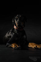 Plain "Style" collar brown Bestia Dog Gear