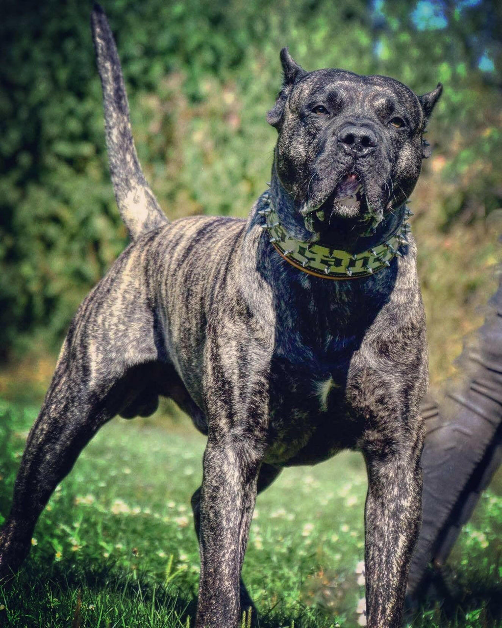 The "Metal" collar- personalized! Bestia Dog Gear